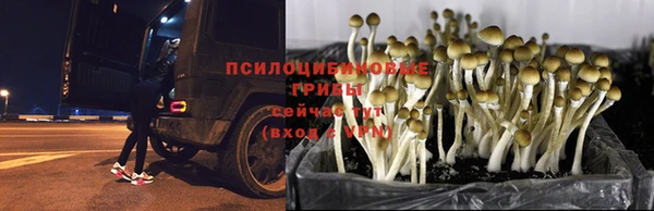 каннабис Арсеньев